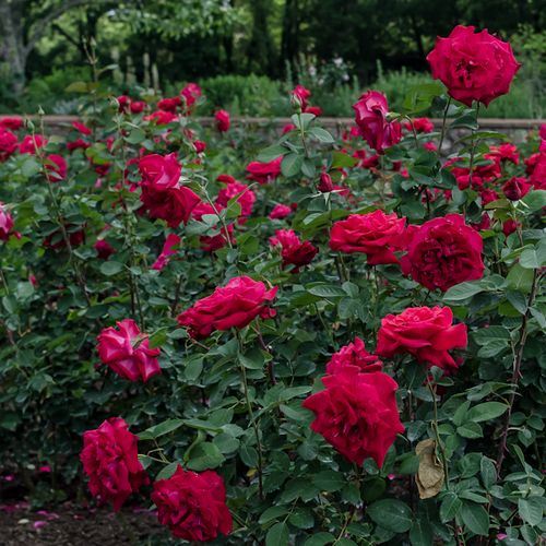 Bordová - Stromkové růže s květy anglických růží - stromková růže s keřovitým tvarem koruny